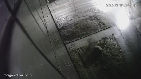 ул. Гвардейская, 29 (Пешеходный переход)